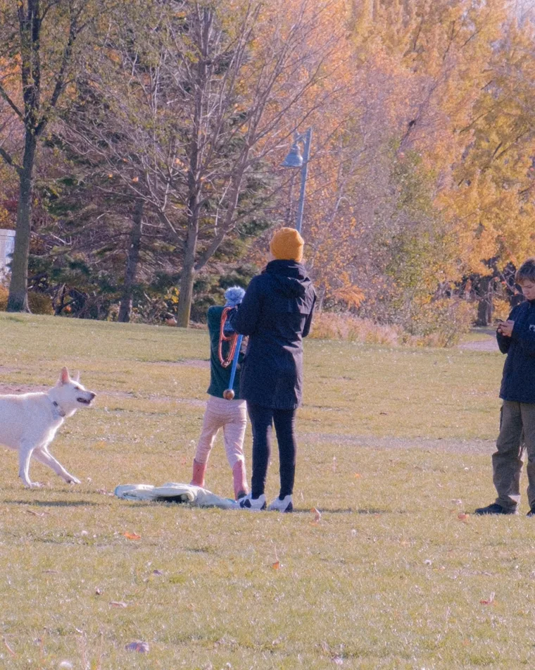 Cão brincando com tutores no parque