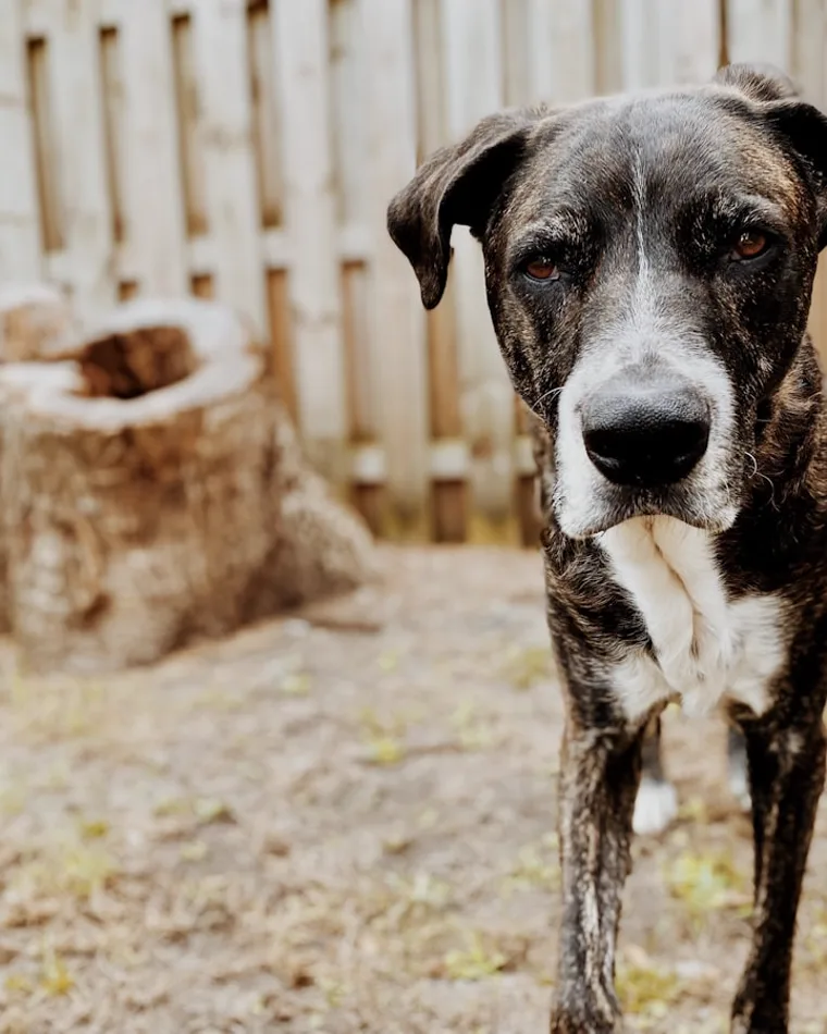 Cão em ambiente seguro e cercado